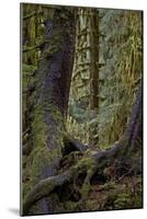 Moss-Covered Tree Trunks in the Rainforest, Olympic National Park, Washington State, Usa-James Hager-Mounted Photographic Print