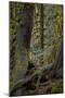 Moss-Covered Tree Trunks in the Rainforest, Olympic National Park, Washington State, Usa-James Hager-Mounted Photographic Print