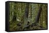 Moss-Covered Tree Trunks in the Rainforest, Olympic National Park, Washington State, Usa-James Hager-Framed Stretched Canvas