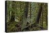 Moss-Covered Tree Trunks in the Rainforest, Olympic National Park, Washington State, Usa-James Hager-Stretched Canvas