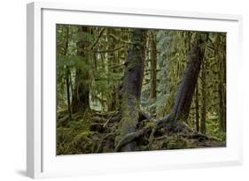 Moss-Covered Tree Trunks in the Rainforest, Olympic National Park, Washington State, Usa-James Hager-Framed Photographic Print