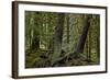 Moss-Covered Tree Trunks in the Rainforest, Olympic National Park, Washington State, Usa-James Hager-Framed Photographic Print