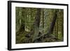 Moss-Covered Tree Trunks in the Rainforest, Olympic National Park, Washington State, Usa-James Hager-Framed Photographic Print