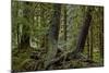 Moss-Covered Tree Trunks in the Rainforest, Olympic National Park, Washington State, Usa-James Hager-Mounted Photographic Print