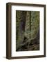 Moss-Covered Tree Trunks in the Rainforest, Olympic National Park, Washington State, Usa-James Hager-Framed Photographic Print