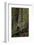 Moss-Covered Tree Trunks in the Rainforest, Olympic National Park, Washington State, Usa-James Hager-Framed Photographic Print