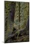 Moss-Covered Tree Trunks in the Rainforest, Olympic National Park, Washington State, Usa-James Hager-Mounted Photographic Print