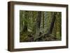 Moss-Covered Tree Trunks in the Rainforest, Olympic National Park, Washington State, Usa-James Hager-Framed Photographic Print