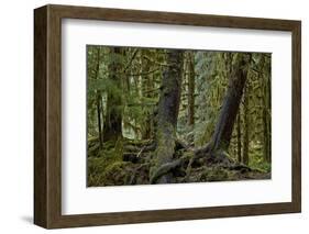 Moss-Covered Tree Trunks in the Rainforest, Olympic National Park, Washington State, Usa-James Hager-Framed Photographic Print