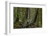 Moss-Covered Tree Trunks in the Rainforest, Olympic National Park, Washington State, Usa-James Hager-Framed Photographic Print