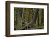 Moss-Covered Tree Trunks in the Rainforest-James-Framed Photographic Print