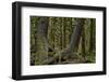 Moss-Covered Tree Trunks in the Rainforest-James-Framed Photographic Print