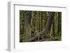 Moss-Covered Tree Trunks in the Rainforest-James-Framed Photographic Print