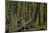 Moss-Covered Tree Trunks in the Rainforest-James-Mounted Photographic Print