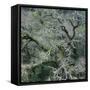 Moss Covered Tree-Micha Pawlitzki-Framed Stretched Canvas