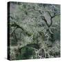 Moss Covered Tree-Micha Pawlitzki-Stretched Canvas