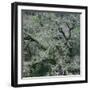 Moss Covered Tree-Micha Pawlitzki-Framed Photographic Print