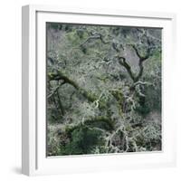 Moss Covered Tree-Micha Pawlitzki-Framed Photographic Print