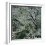 Moss Covered Tree-Micha Pawlitzki-Framed Photographic Print