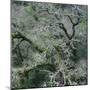 Moss Covered Tree-Micha Pawlitzki-Mounted Photographic Print