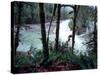 Moss-Covered Trees Frame a Bend in the Boulder River in Snohomish, Washington, USA-William Sutton-Stretched Canvas