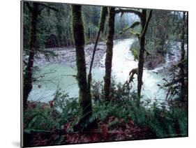Moss-Covered Trees Frame a Bend in the Boulder River in Snohomish, Washington, USA-William Sutton-Mounted Photographic Print