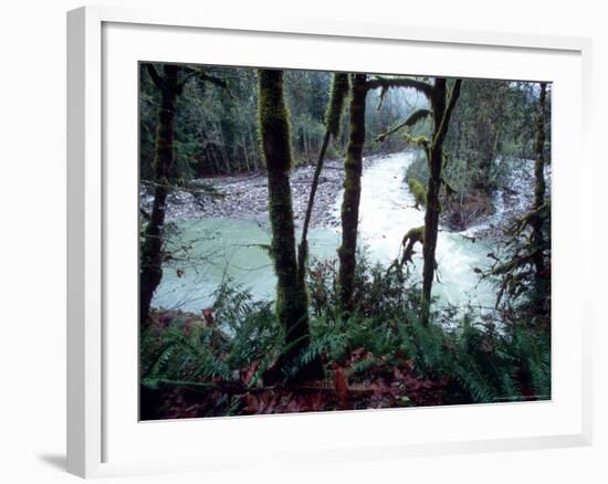 Moss-Covered Trees Frame a Bend in the Boulder River in Snohomish, Washington, USA-William Sutton-Framed Photographic Print