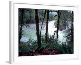 Moss-Covered Trees Frame a Bend in the Boulder River in Snohomish, Washington, USA-William Sutton-Framed Photographic Print