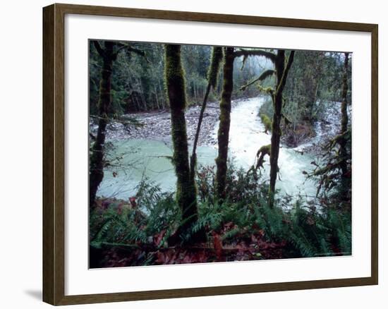 Moss-Covered Trees Frame a Bend in the Boulder River in Snohomish, Washington, USA-William Sutton-Framed Photographic Print