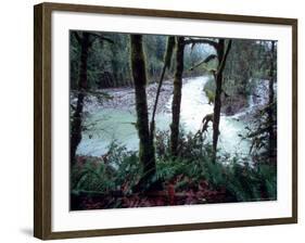 Moss-Covered Trees Frame a Bend in the Boulder River in Snohomish, Washington, USA-William Sutton-Framed Photographic Print