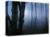 Moss Covered Trees in Dense Dog-Tommy Martin-Stretched Canvas