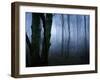 Moss Covered Trees in Dense Dog-Tommy Martin-Framed Photographic Print