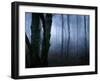 Moss Covered Trees in Dense Dog-Tommy Martin-Framed Photographic Print