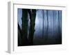 Moss Covered Trees in Dense Dog-Tommy Martin-Framed Photographic Print