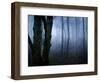 Moss Covered Trees in Dense Dog-Tommy Martin-Framed Photographic Print
