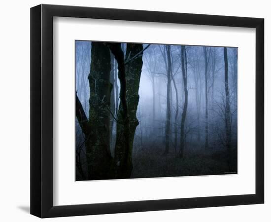 Moss Covered Trees in Dense Dog-Tommy Martin-Framed Photographic Print