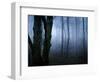 Moss Covered Trees in Dense Dog-Tommy Martin-Framed Photographic Print