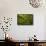 Moss Covered Trees-null-Framed Stretched Canvas displayed on a wall
