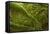 Moss Covered Trees-null-Framed Stretched Canvas