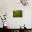 Moss Covered Trees-null-Stretched Canvas displayed on a wall