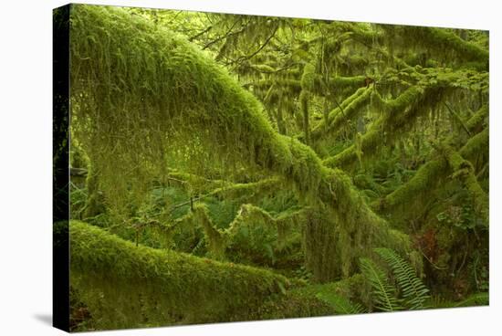 Moss Covered Trees-null-Stretched Canvas