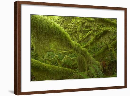 Moss Covered Trees-null-Framed Photographic Print