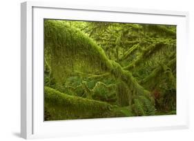 Moss Covered Trees-null-Framed Photographic Print