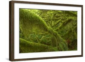 Moss Covered Trees-null-Framed Photographic Print