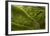 Moss Covered Trees-null-Framed Photographic Print