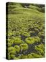 Moss Cushion, Fjallabak, South Iceland, Iceland-Rainer Mirau-Stretched Canvas