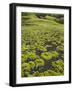 Moss Cushion, Fjallabak, South Iceland, Iceland-Rainer Mirau-Framed Photographic Print