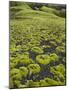 Moss Cushion, Fjallabak, South Iceland, Iceland-Rainer Mirau-Mounted Photographic Print