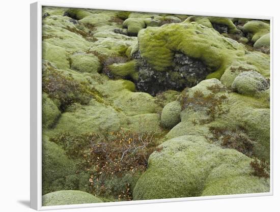 Moss Cushion, Lava Field 'Eldhraun', South Iceland, Iceland-Rainer Mirau-Framed Photographic Print