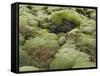 Moss Cushion, Lava Field 'Eldhraun', South Iceland, Iceland-Rainer Mirau-Framed Stretched Canvas